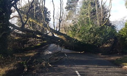 Norfolk County Council’s staff praised for huge effort to clear trees from roads