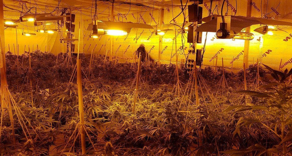 Two arrested as officers discover cannabis factory in Norwich