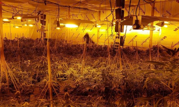 Two cannabis farms discovered in Norwich