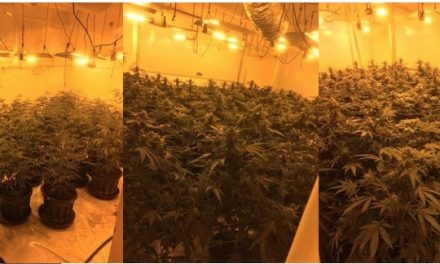 Police discover cannabis factory in Norwich