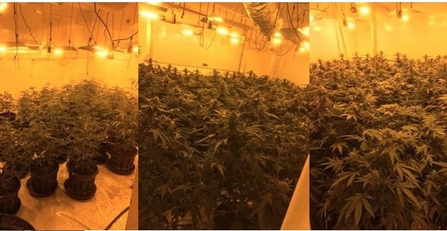 Police discover cannabis factory in Norwich