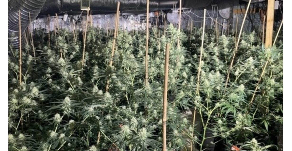 Man arrested after police discover cannabis factory 